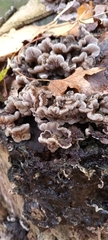 Auricularia mesenterica