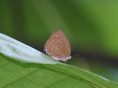 Arhopala major