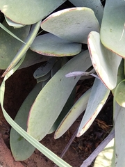 Kalanchoe thyrsiflora