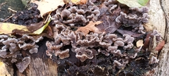 Auricularia mesenterica