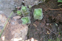 Crassula setulosa