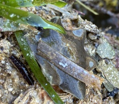 Meridiastra