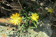 Delosperma leendertziae