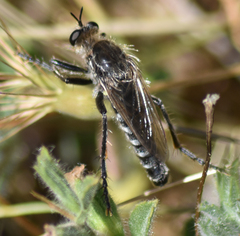 Dasypogon gougeleti