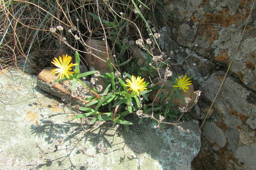 Gauteng Sheepfig (Delosperma leendertziae)