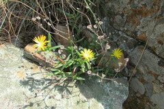 Delosperma leendertziae