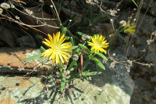Image of Delosperma leendertziae by (c) James Deacon, some rights reserved (CC BY-SA)