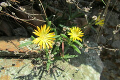 Delosperma leendertziae