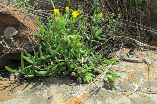 Image of Delosperma leendertziae by (c) James Deacon, some rights reserved (CC BY-SA)