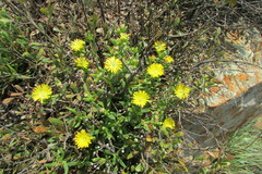 Delosperma leendertziae