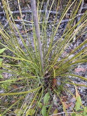 Xanthorrhoea concava