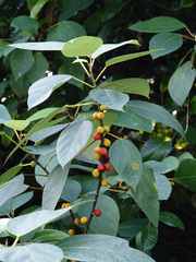 Ficus grossularioides