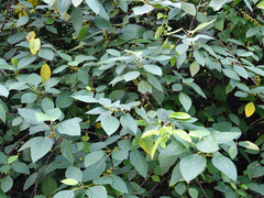 Ficus grossularioides