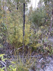 Xanthorrhoea concava