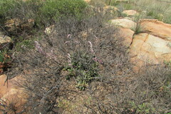 Adromischus umbraticola