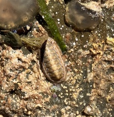 Ischnochiton cariosus