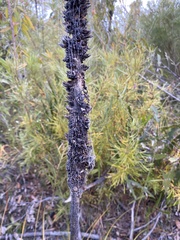 Xanthorrhoea concava