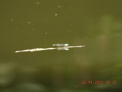 Pseudagrion