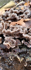 Auricularia mesenterica