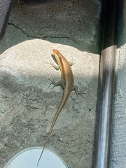 Trachylepis wahlbergii