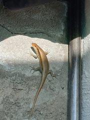 Trachylepis wahlbergii