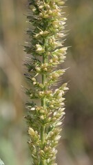 Setaria verticillata