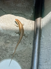 Trachylepis wahlbergii