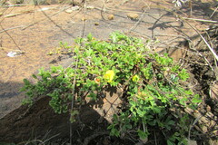 Leobordea