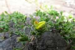 Leobordea