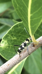 Chlorophorus curtisi