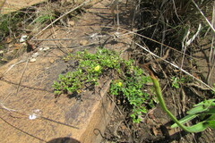 Leobordea