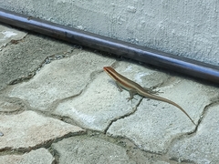 Trachylepis wahlbergii