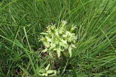 Asclepias eminens