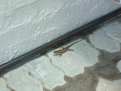 Trachylepis wahlbergii