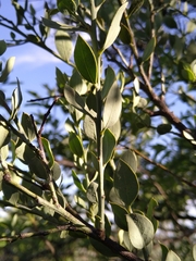 Osyris lanceolata
