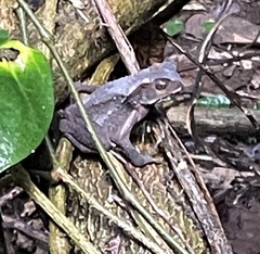 Ingerophrynus celebensis