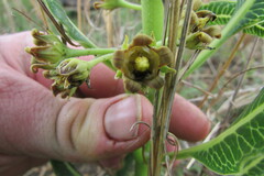 Parapodium costatum
