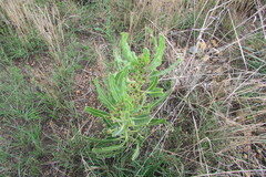 Parapodium costatum