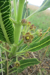Parapodium costatum