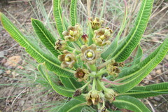 Parapodium costatum