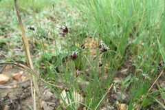 Bulbostylis oritrephes