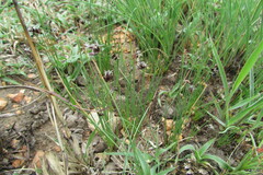 Bulbostylis oritrephes