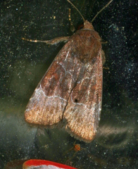 Hampsonodes
