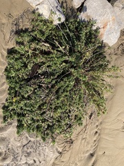 Limbarda crithmoides