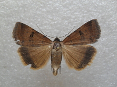 Lygephila lubrica