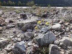 Chondrilla chondrilloides