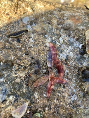 Allostichaster polyplax