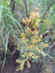 Searsia zeyheri
