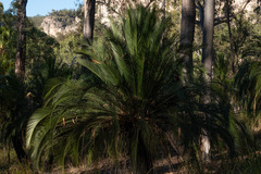 Macrozamia