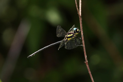 Eusynthemis aurolineata